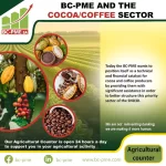 THE BC-SME & THE COCOA COFFEE SECTOR